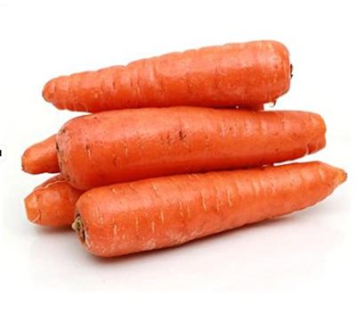 China Hot Selling Chinese Fresh Carrot 2021 Promotional New Good Export Natural Harvest Fresh for sale