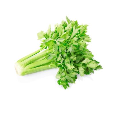 China Chinese wholesale top grade healthy and natural fresh new crop celery for sale