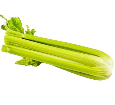 China 2021 Fresh New Season Fresh Vegetable Exporter With International Certificationss Green Celery for sale