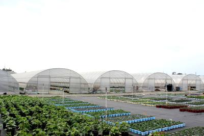 China Plastic PE Film Wind Resistant Poly Tunnel Tomato Greenhouse For Sale for sale