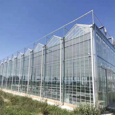 China Polycarbonate Multi Span Venlo PC Sheet Tomato Greenhouse With Irrigation System for sale