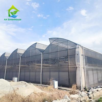 China Tropical Plastic Film UV Resistant Multi Span Tomato Greenhouse With Insect Net for sale