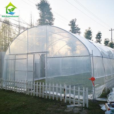 China 8x30m Tomato Poly Tunnel Greenhouse 150-200micron Plastic Film Tomato Greenhouses for sale