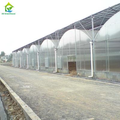 China Multi-span Industrial Polycarbonate PC Sheet Tomato Fruit Hydroponic Greenhouse for sale