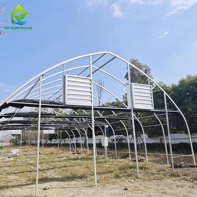 China Low Tunnel Plastic Film Galvanized Steel Frame Structure Greenhouse For Sale for sale