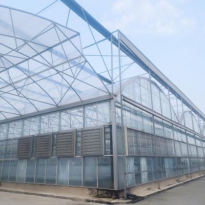 China Agricultura Casa de vidrio templado Cultivo de verduras Invernadero gótico de varias extensiones en venta