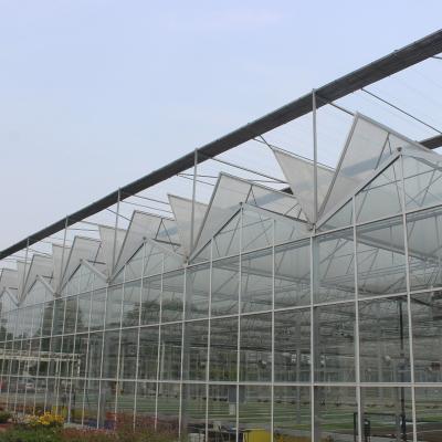 China Invernadero comercial de ventilación con techo de vidrio templado de ventanas múltiples para flores en venta