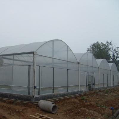 China Stable Structure Wind Resistant Multi-span Large Tunnel Poly Film Hydroponic Greenhouse for Irrigation for sale