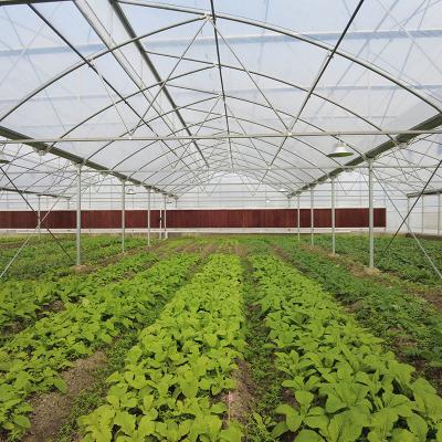 China Durable Aluminum Alloy Skeleton Tropical Poly Tunnel Film Sawtooth Greenhouse for sale