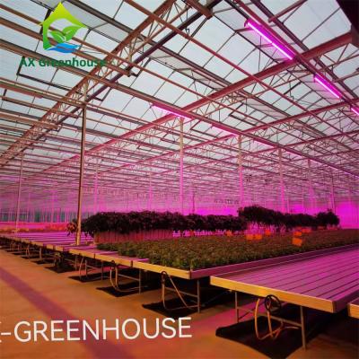 Китай Умный Hydroponic парник роз продается