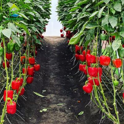 Cina Corredo dell'orto del balcone del tubo del PVC di Cherry Soilless Hydroponic System NFT dell'anguria in vendita