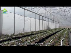 Multi-Span Plastic Greenhouse for Blueberry