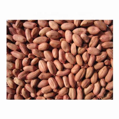 China Dry imperfect fruit less long-round shape raw peanuts 28/32 34/38 best price long peanuts pea nut peanut for sale for sale