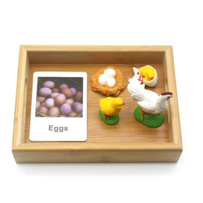 China English language montessori baby cards wooden and plastic animal materials toys with life object botany montessori cycle for sale