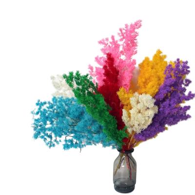 China Events decoration natural preserved ming asparagus fern true to wedding decoration for sale