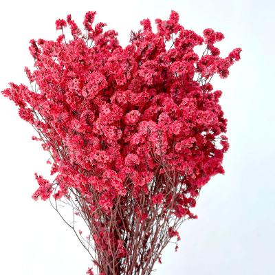 China Natural Fresh Plant Preserved Crystal Grass Preserved Flowers For Decorative Christmas Bouquet Flower Arrangement for sale