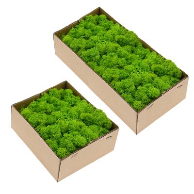 China Natural Fresh Plant Preserved Flowers Reindeer Moss Preserved Preserved Moss For Moss Wall Decorations for sale