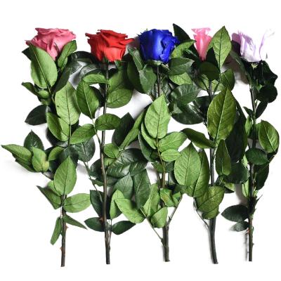 China Natural Fresh Long Stem Rose Rose Preserved Stem Roses For Rose Glass Dome Gift Decoration for sale