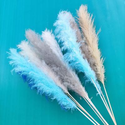 China Large Decorative Pampas Grass Dry Decorative Pampas Grass Natural Grass Flowers And Garlands Phragmites Wholesale Pampas Grass for sale