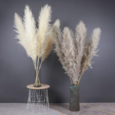 China Factory Wholesale Minimalist One-stop Supply Phragmites Large Fluffy Dry Pampas Grass Flowers for sale