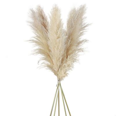 China Wholesale Events Decoration Flower Plant Supply Large Black White Rose Dry Fluffy Pampas Grass For Amazon Decorative Flower for sale