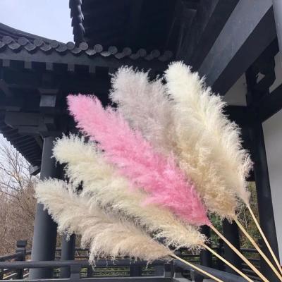 China Pampas Grass Events Decoration 120cm Tall Natural Dry Pampas Grass Large For Flower Arrangements Wedding Home Decor for sale