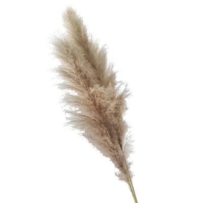 China Flower Arrangement Plant Supply 25 to 35 Inches 40 to 60 Inch Flower Head Stem Wedding Decor Gray Pampas Grass Tall Fluffy for sale