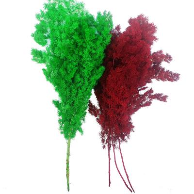 China Plant natural fresh durable decorative flowers dried asparagus myrioeladus preserved fern fern penglai ming pine for home decor for sale