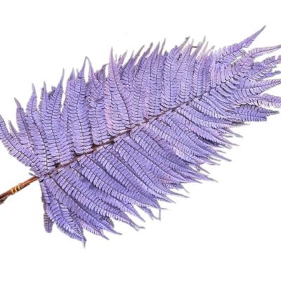 China Events Decoration 10pcs Natural Preserved Ferns Leaves Real Dried Flowers Dry Leaves For DIY for sale