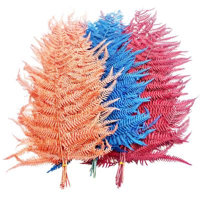 China Natural Fresh Plant Preserved Flowers And Preserved Plants Flower Preserved Fern For Wedding Decorations for sale