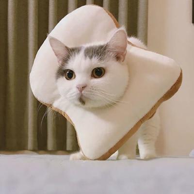 China Sustainable Pet Cat Headgear Elizabeth Ring Toast Bread Necklace for sale