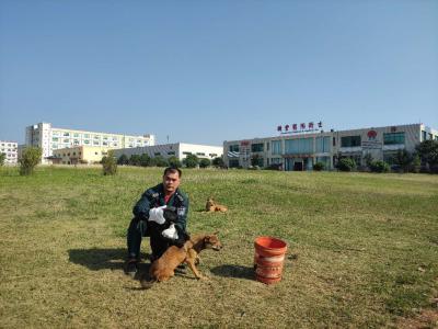 China Tela não tecida grande de Dot Germany TRUTZSCHLER Spunlace da pérola da luva da lavagem do corpo do cão da forma do polegar à venda