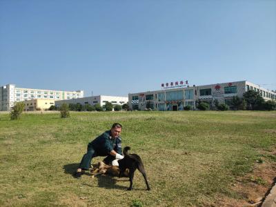 中国 犬ボディぬれた洗浄手袋の大きい真珠の点TRUTZSCHLER SpunlaceのNonwovenの生地 販売のため