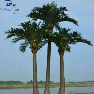 China Landscape Environmental Friendly Decorative High Grade Fiberglass Artificial High Grade Coconut Tree for sale