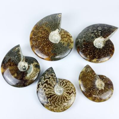 China Wholesale Natural Shape Healing Ammonite Conch China Fossil Stones Crystal Specimen for sale