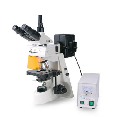 China F146Y Good quality best Up-right fluorescent microscope/ professional fluorescence biological microscopy for sale