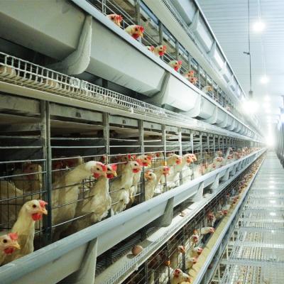 China Complete Automatic Cage Shed H Frame Poultry Egg Equipment Automated Chicken Cage Layer System for sale