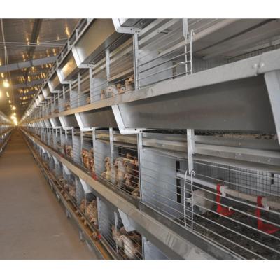 China Farms Large Scale Automatic Poultry Farm Equipment 50000 Chickens House Pullet Cage for sale