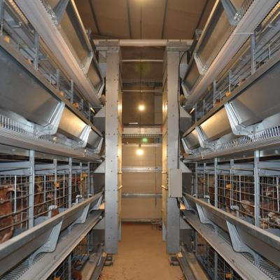 China Farm Automatic Pullet Cage For Poultry Equipment For Sale for sale