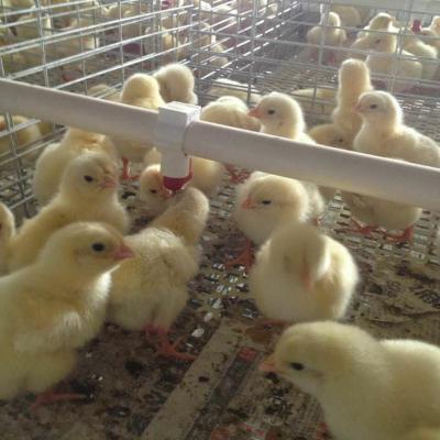 China Chicking Farm Chicken Cage A Type Pullet Chicken Cage Automatic Raising System Poultry Farm Equipment For Small Chick Large Farm From China for sale