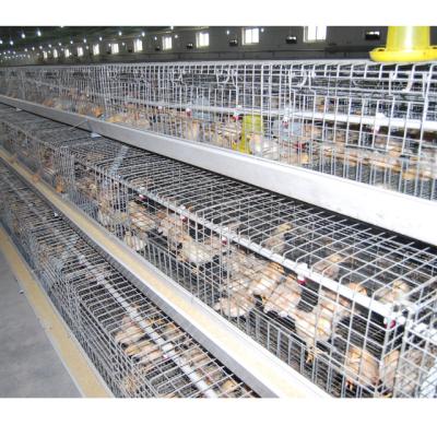 China Automatic Farms Pullet Chicken Cage Raising System Poultry Farm Equipment For Small Chick Large Farm From China for sale