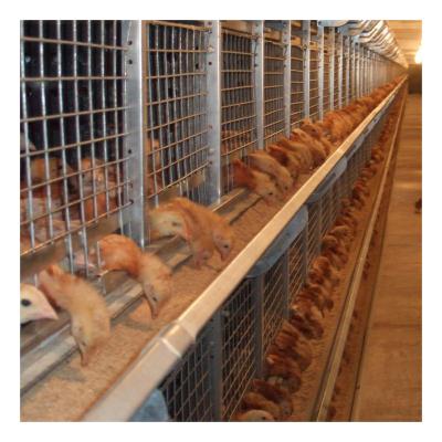 China Cultivate One Day Type Automatic Broiler Chick Battery Pullet Cage Baby Diaper Broiler Chicken Day for sale