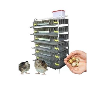 China Complete automatic fully automatic poultry quail battery cage with fully modern automation equipment and automation system. for sale