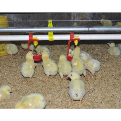 China Corrosion Resistant Plastic Broiler Floor Raising Slatted System With Automatic Pan Feeding Line for sale