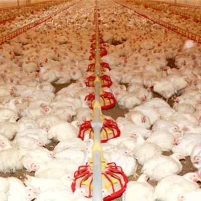 China Corrosion Resistant Plastic Raising Broiler Flooring Slatted System With Ventilation System for sale