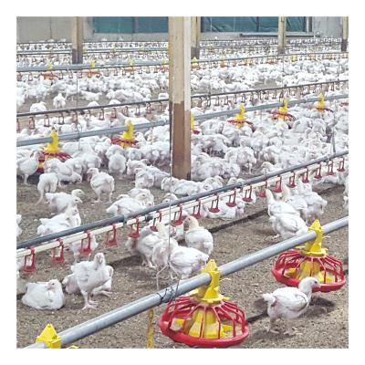 China New Complete Automatic Poultry Boiler Cheap Automatic Floor Feeding Equipment for sale