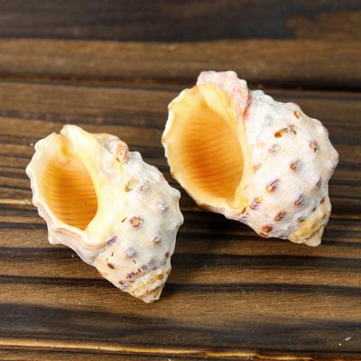 China Natural China Crafts Lychee Snail for Room Decoration Photo Props Conch Aquarium Landscape Decoration for sale