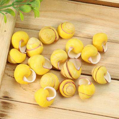 China China Natural Crafts Yellow Snail Shell For Specimen Collection Aquarium Decoration Home Landscape Ornaments for sale