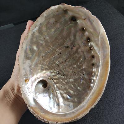 China Wholesale China Abalone Shells of Various Sizes, High Quality Conch Shells for Sale for sale