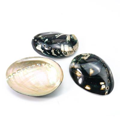 China China 8.5~9.5cm Black Skin Abalone Shell For Pure Natural Beach Craft Specimen Collection Home Decor for sale